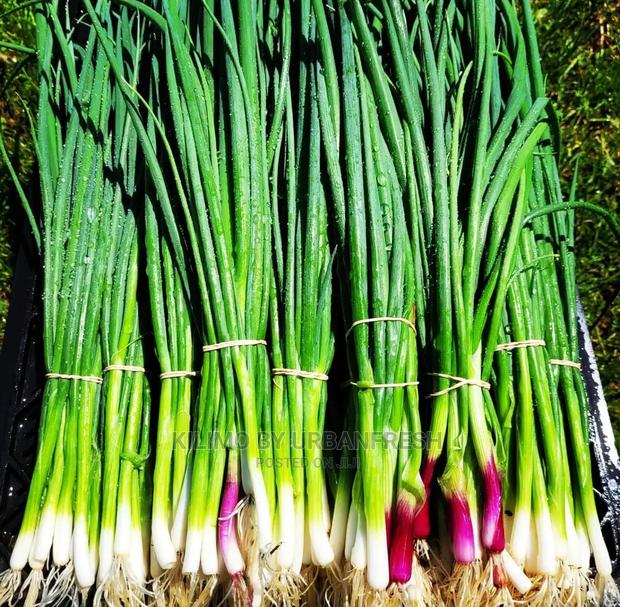 Spring Onions Seedlings Bunch of 150 - thumbnail 4