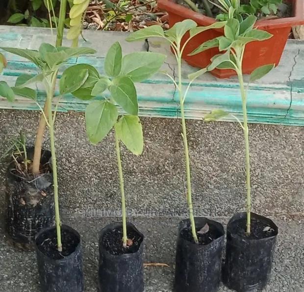 Sunflower Seedling Minimum Per Order 30 - main view