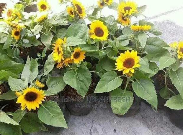 Sunflower Seedling Minimum Per Order 30 - thumbnail 3