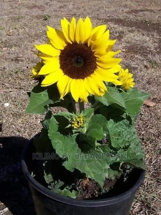 Sunflower Seedling Minimum Per Order 30 - thumbnail 4
