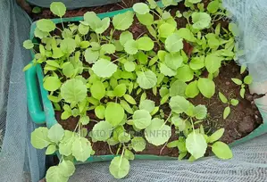 Sukuma Wiki/Kales Seedlings Bunch of 200 Seedling