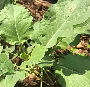 Sukuma Wiki/Kales Seedlings Bunch of 200 Seedling