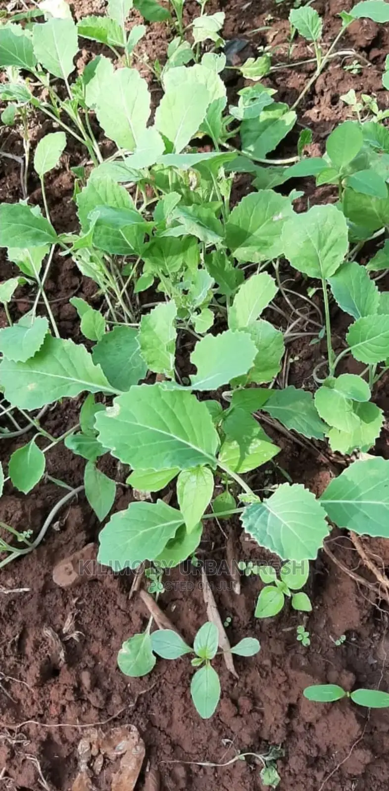 Sukuma Wiki/Kales Seedlings Bunch of 200 Seedling