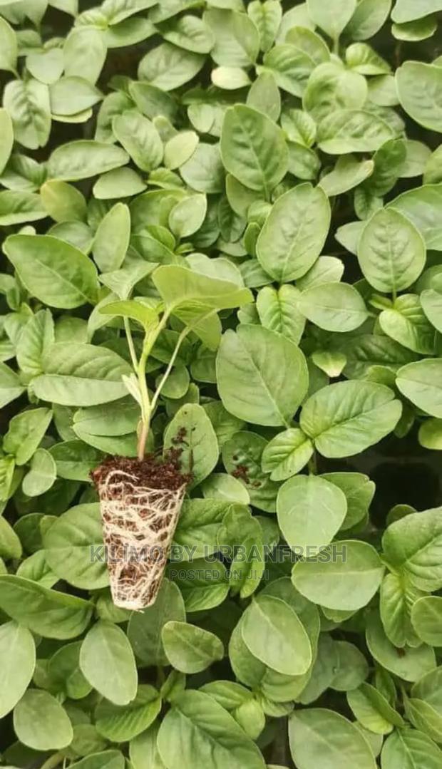 Terere Seedling Moq 100 - main view