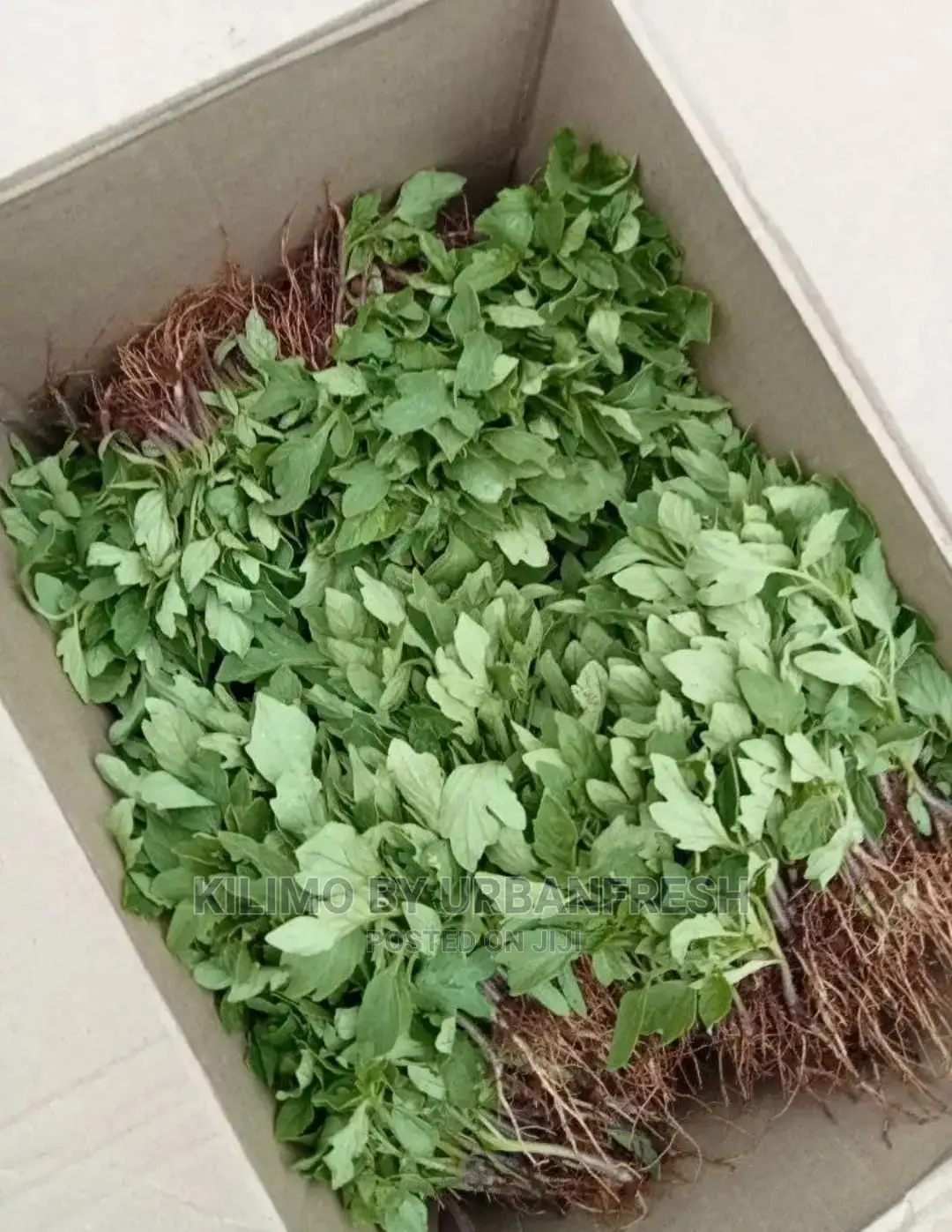 Terere Seedling Moq 100