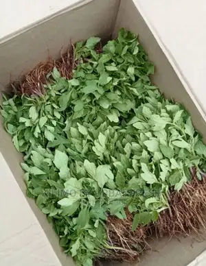 Terere Seedling Moq 100