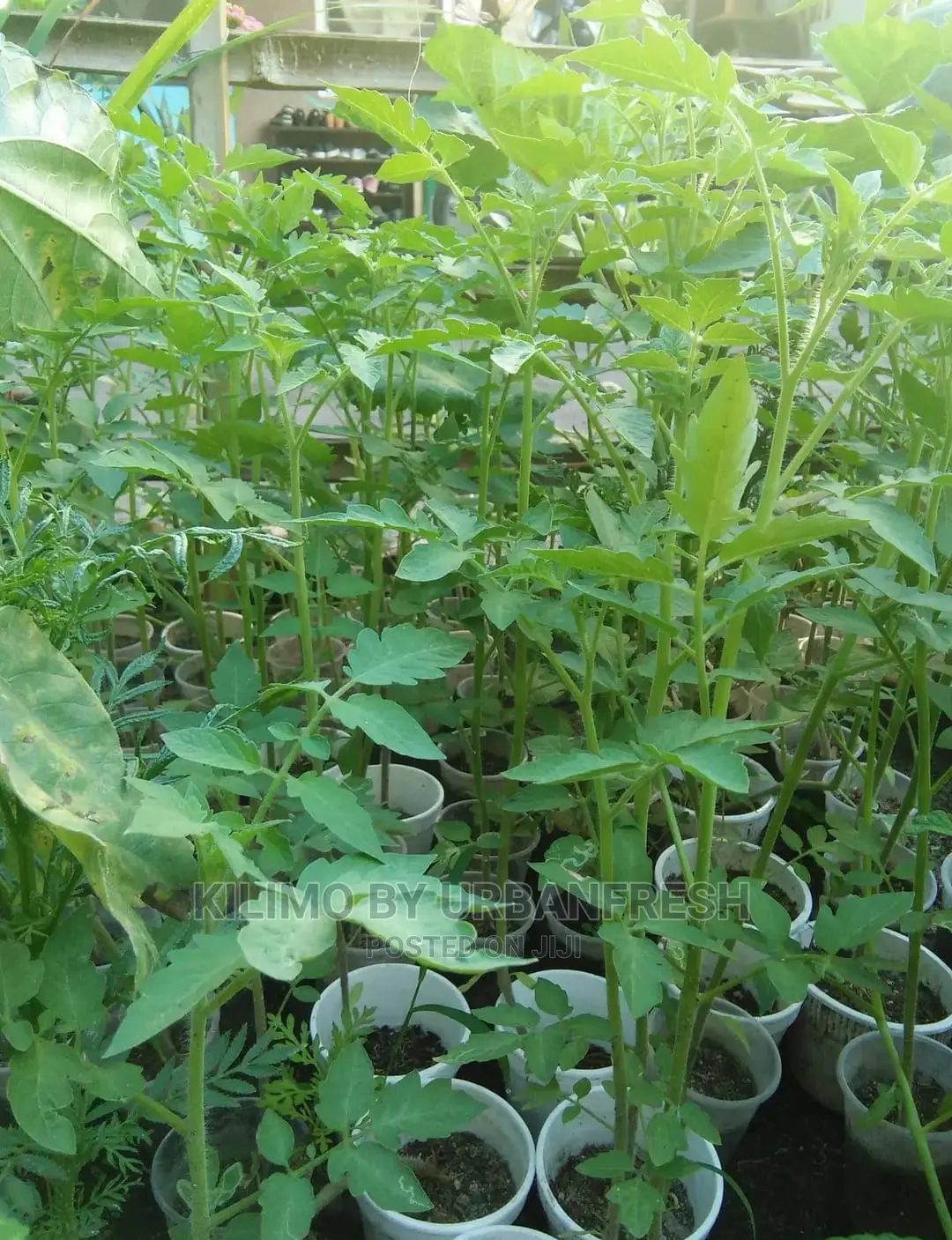 Tomatoe Seedlings Moq100