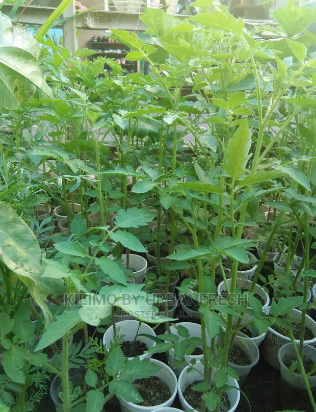 Tomatoe Seedlings Moq100 - main view