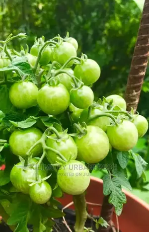 Tomatoe Seedlings Moq100