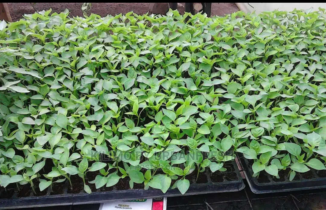 Red Capsicum Seedling Moq 100