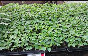 Red Capsicum Seedling Moq 100 - thumbnail 2