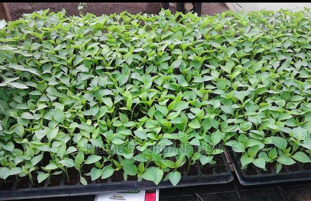 Red Capsicum Seedling Moq 100 - main view