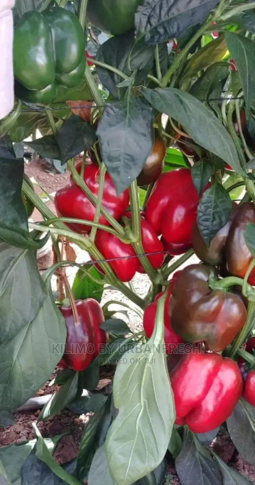 Red Capsicum Seedling Moq 100