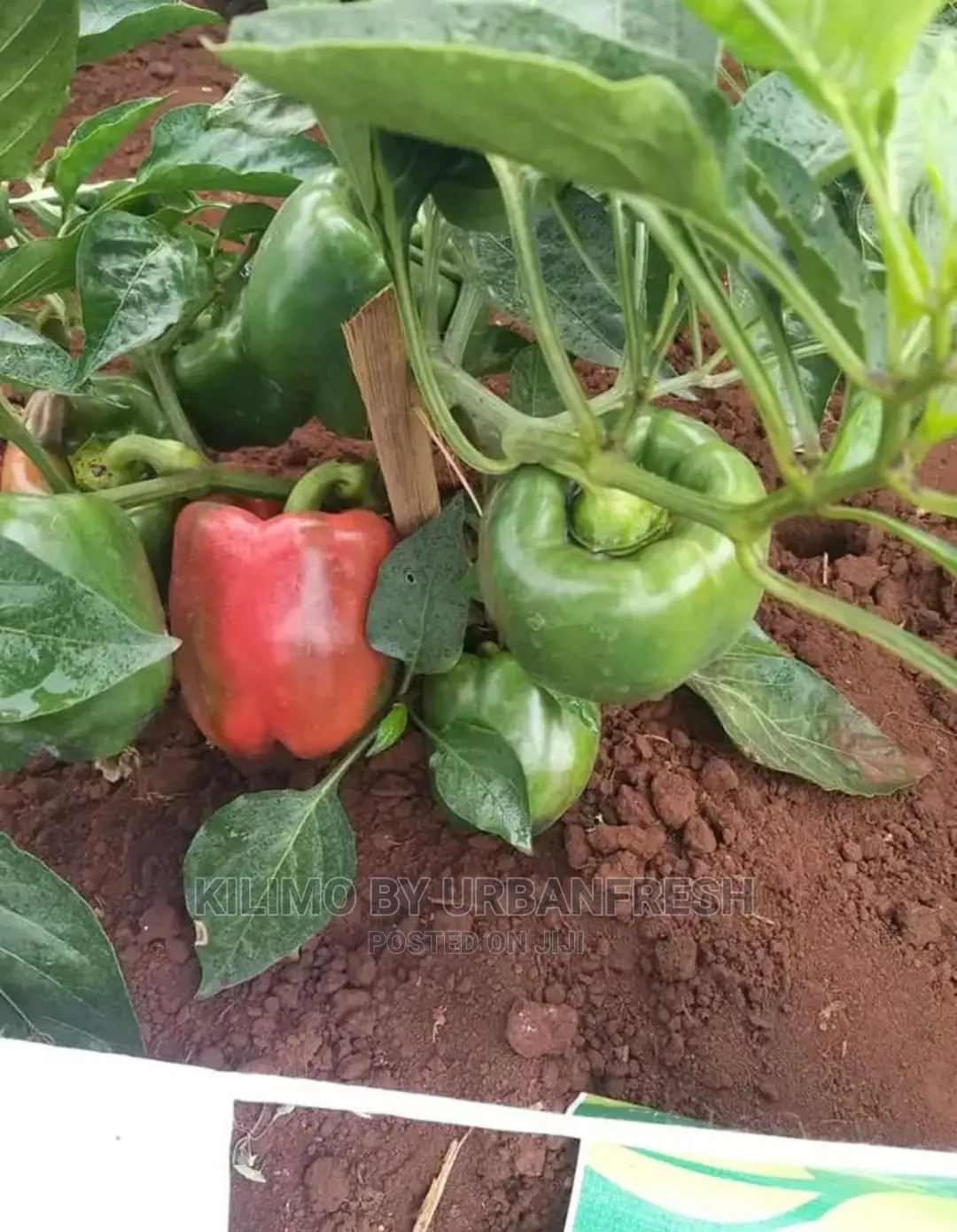 Red Capsicum Seedling Moq 100