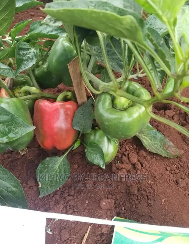 Red Capsicum Seedling Moq 100 - thumbnail 4