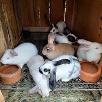 Nicholas Njanga logo