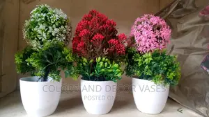 Potted Plants Bonsai