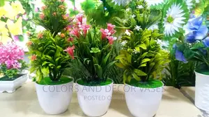 Potted Plants Bonsai