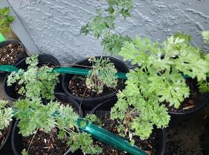 Absinthium/Wormwood Herb Seedling Moq 5 - thumbnail 2