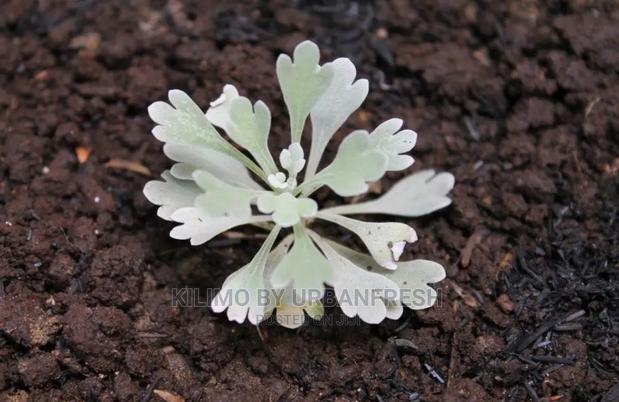 Absinthium/Wormwood Herb Seedling Moq 5 - thumbnail 3