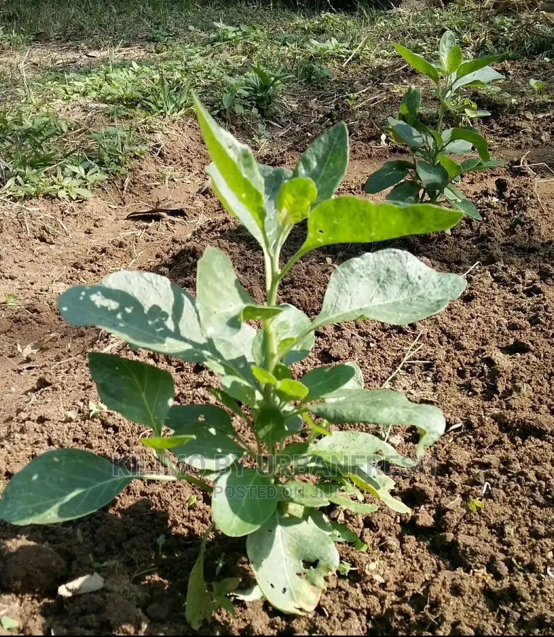 Aswagandah Seedling Moq 15