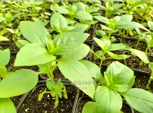 African Basil Seedling Moq 15