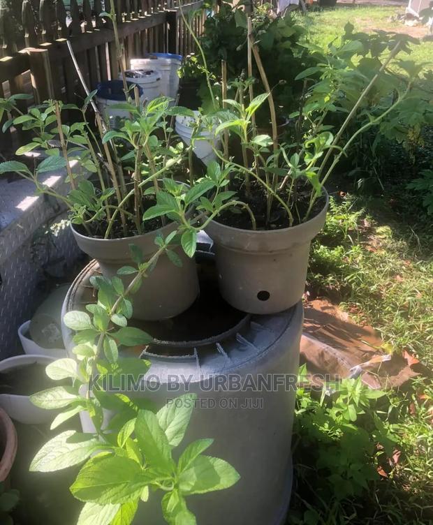 African Basil Seedling Moq 15 - thumbnail 3