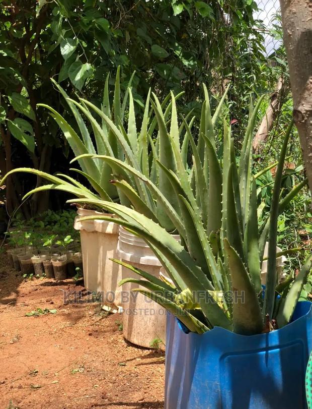 Aloevera Seedling Moq 5 - main view