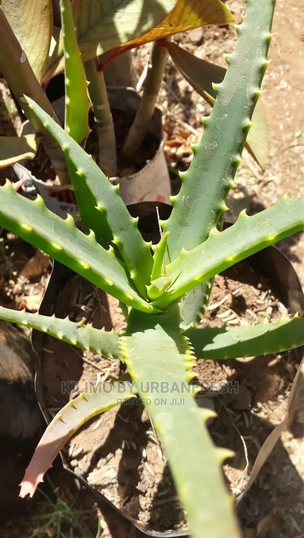 Aloevera Seedling Moq 5 - thumbnail 3