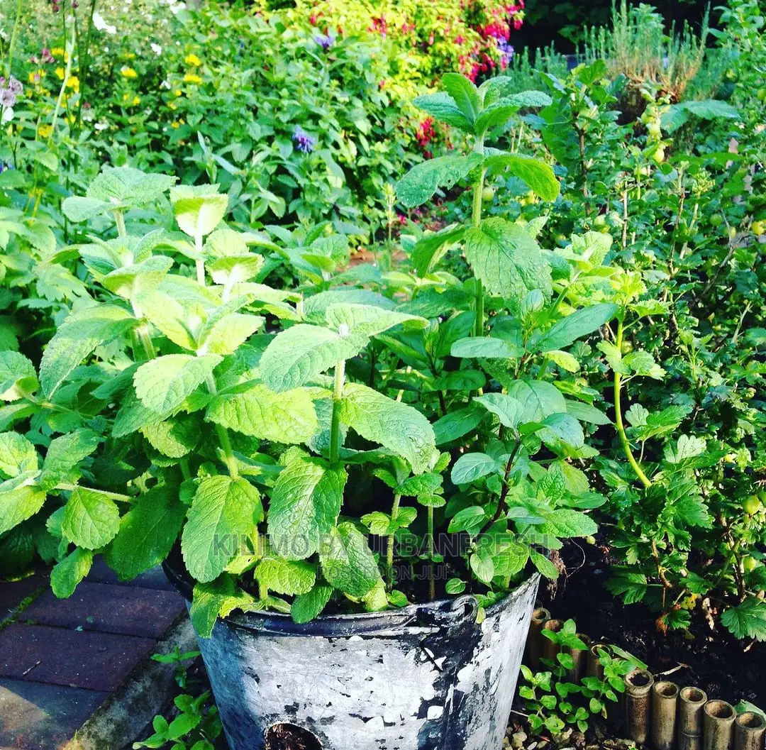 Apple Mint Seedling Moq 10