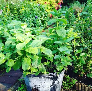 Apple Mint Seedling Moq 10