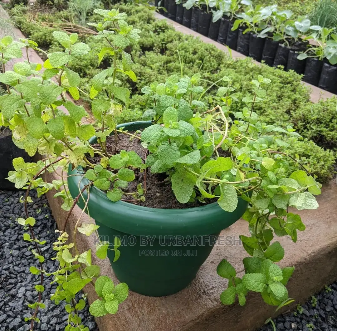 Apple Mint Seedling Moq 10
