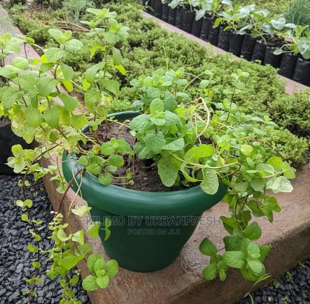 Apple Mint Seedling Moq 10 - thumbnail 2