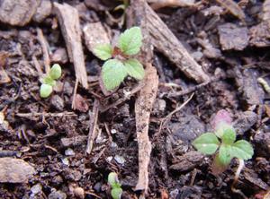 Aztec Sweet Herb Seedling Moq 10 - thumbnail 2