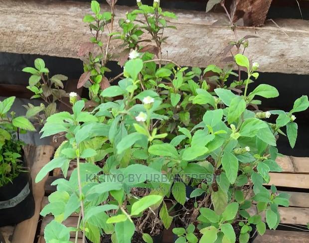 Aztec Sweet Herb Seedling Moq 10 - thumbnail 3