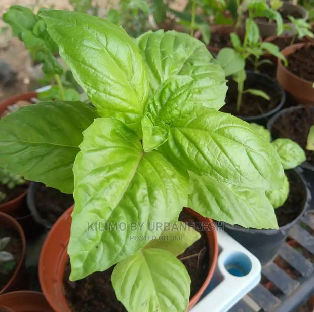 Basil Seedling Moq 15 - main view