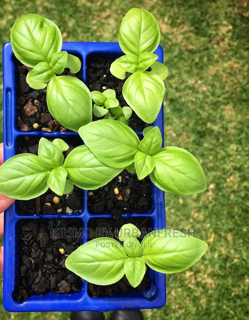 Basil Seedling Moq 15
