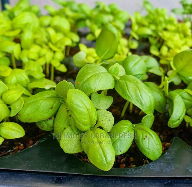 Basil Seedling Moq 15 - thumbnail 4