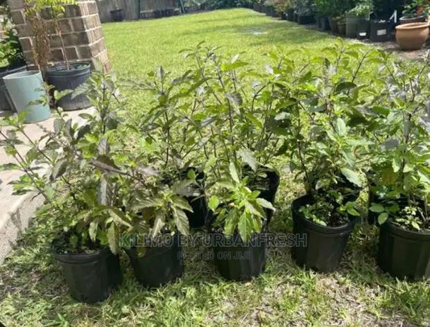 Basil Holy Tulsi Krishna Moq 15 - main view