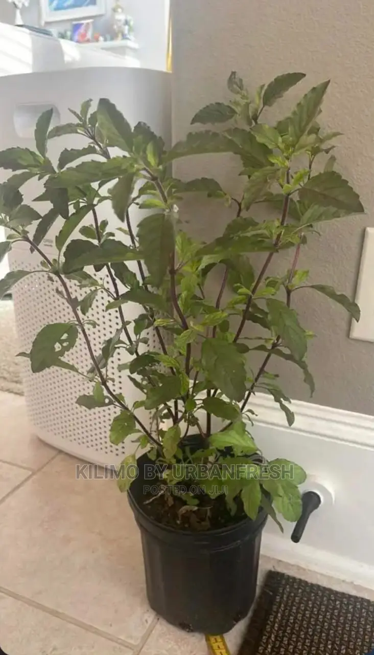 Basil Holy Tulsi Krishna Moq 15