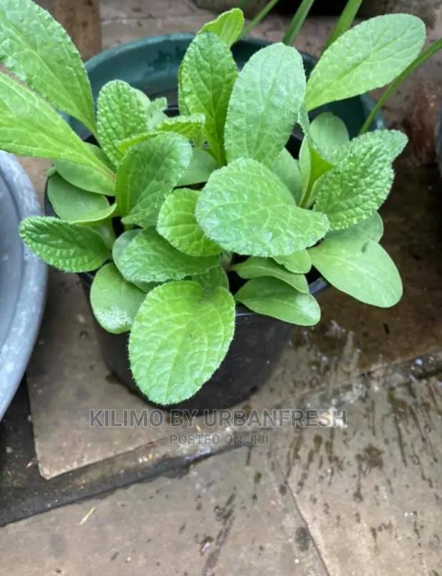 Borage Seedling Moq 5 - main view