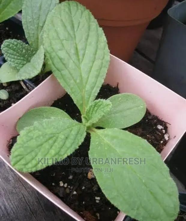 Borage Seedling Moq 5 - thumbnail 3