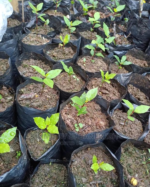 Bay Leaf Seedling Moq5 - thumbnail 3