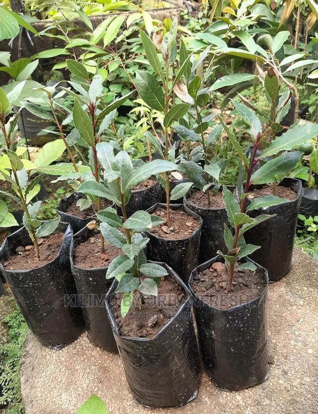 Bay Leaf Seedling Moq5 - thumbnail 4