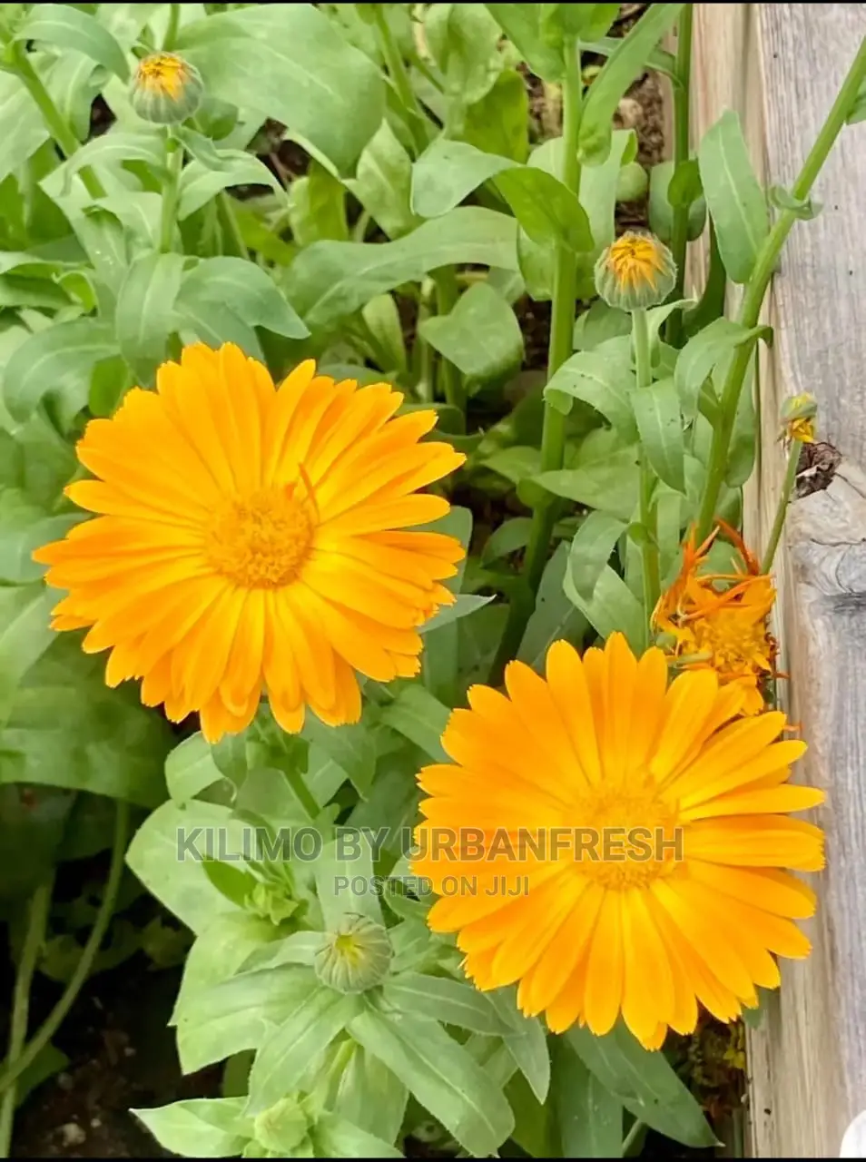 Calendula Seedling Moq 15
