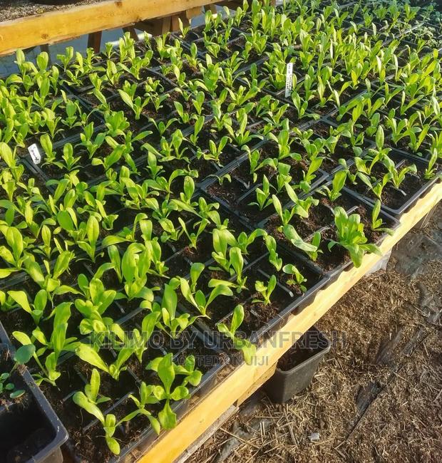 Calendula Seedling Moq 5 - thumbnail 3