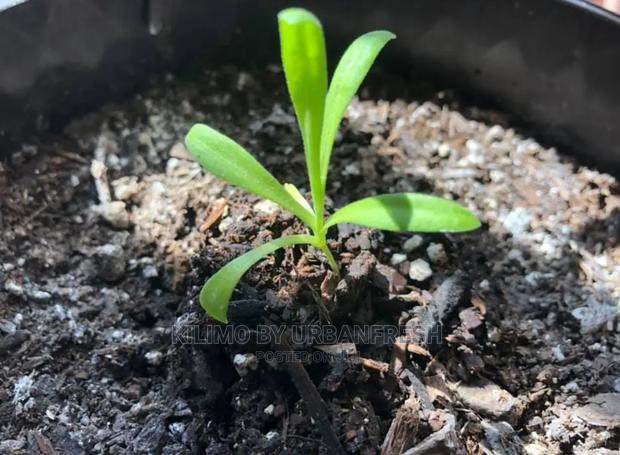 Calendula Seedling Moq 5 - thumbnail 4