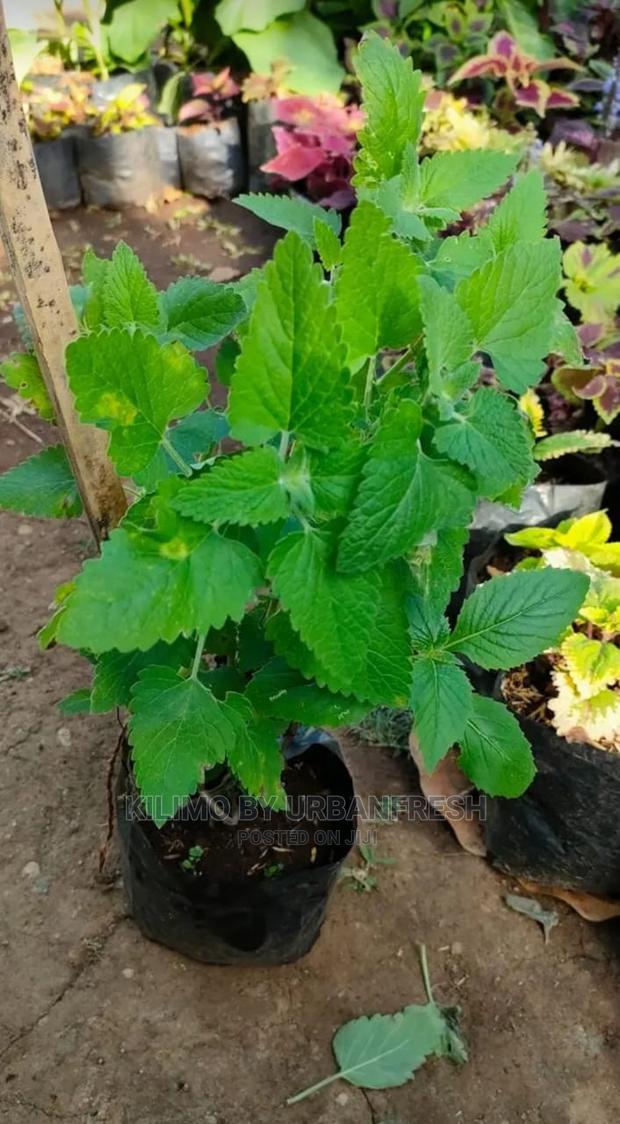 Catnip Seedling Moq 10 - main view