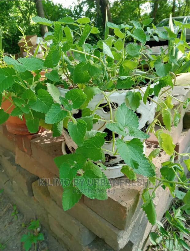 Catnip Seedling Moq 10 - thumbnail 2