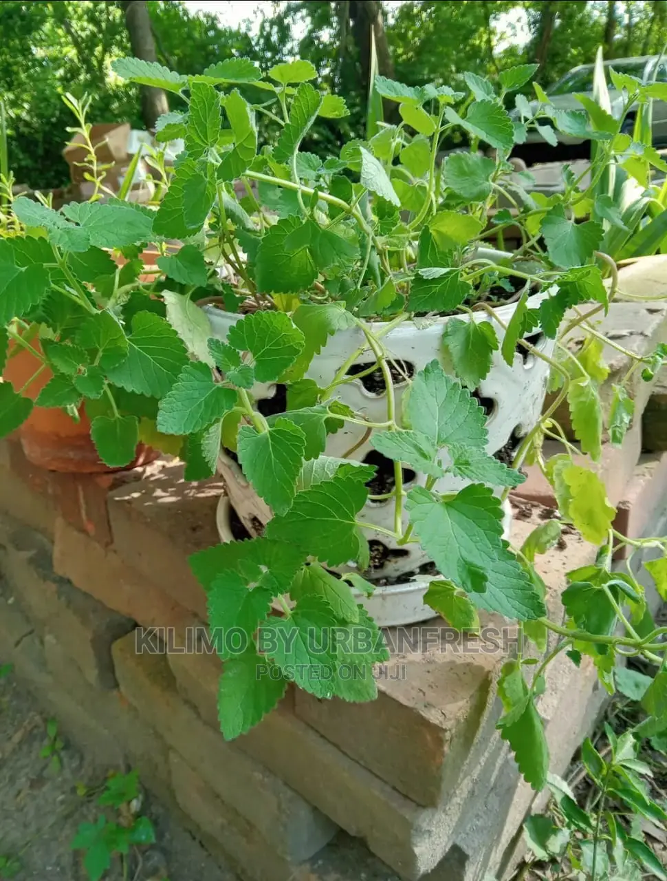 Catnip Seedling Moq 10